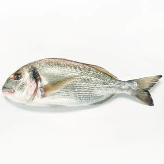 Dorada de Estero Peso Aproximado