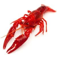 Cangrejo de Rio Cocido, al Peso, Compra Mínima 500 G
