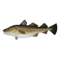 Bacalao Skrei (2-4 Kg) E.natur Msc, Pieza al Peso Aprox. 3 Kg