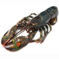 Bogavante de Canadá, Pieza Aprox. 500 G