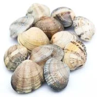 Almeja Japónica Marinera, al Peso, Compra Mínima 500 G