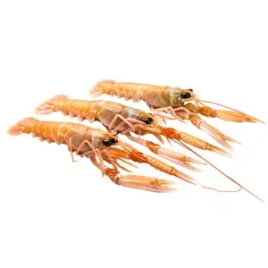 Cigala Arrocera Calibre 22-30. 375 G