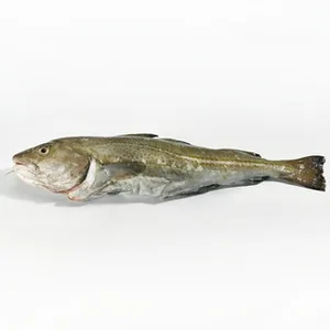 Bacalao Entero Peso Aproximado