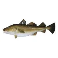 Bacalao Skrei 4-6 Kg E.natur Msc, Pieza al Peso Aprox. 5 Kg