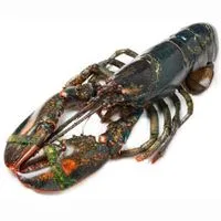 Bogavante de Canadá, Pieza Aprox. 500 G