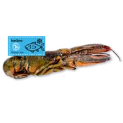 Bogavante Entero