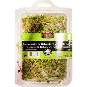Brotes de Rabanito Japonés Fanya