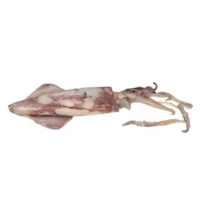 Calamar Grande Origen Sudáfrica - Entero 412.5 G