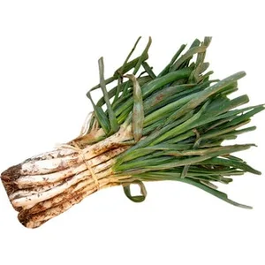 Calçot Cebodul