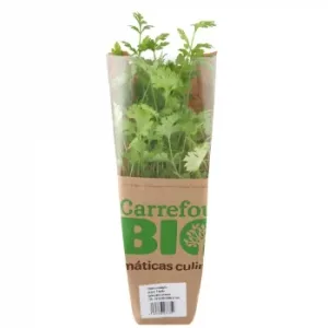 Cilantro Ecológico Carrefour Bio Maceta 1 Ud