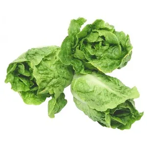 Cogollos de Lechuga Bandeja de 3 Uds.