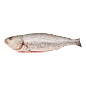 Corvina Limpia con Cabeza 1.16 KG