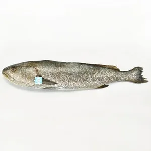 Corvina Nacional ASC Peso Aproximado 2.5 KG