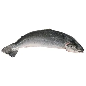 Salmón Entero. - Entero Limpio 2250 G