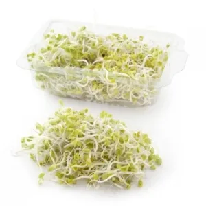 Gerninado de Rabanito Fanya 95 G