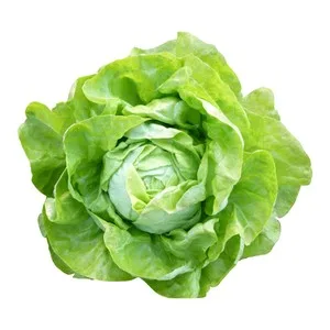 Lechuga Trocadero 1 Unidad 250 G