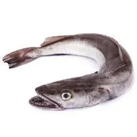 Merluza de Anzuelo (1-2 Kg), Pieza al Peso Aprox. 1.8 Kg