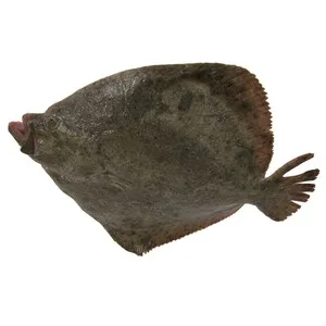 Rodaballo Mostrador 1500 G