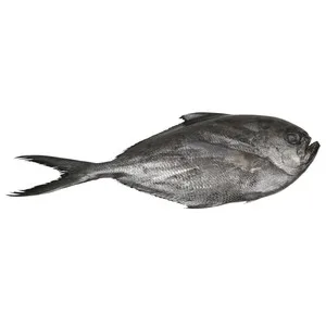 Palometa Mostrador. - Entera 525 G