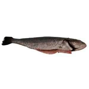 Corvina Mostrador. - Entera 1125 G