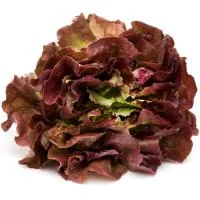 Lechuga Ostogorri Euskal Baserri, Unidad