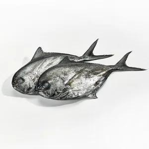 Palometa Negra Grande Peso Aproximado