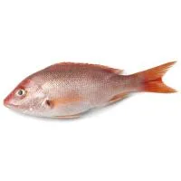 Pargo Entero y Limpio de Crianza, al Peso, Compra Mínima 800 G
