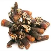 Percebe Mediano, al Peso, Compra Mínima 250 G