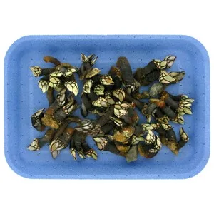 Percebes 262.5 G
