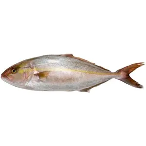 Medregal (pez Limón). 900 G