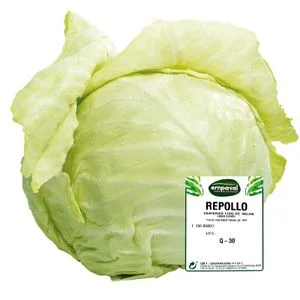 Repollo Liso Entero