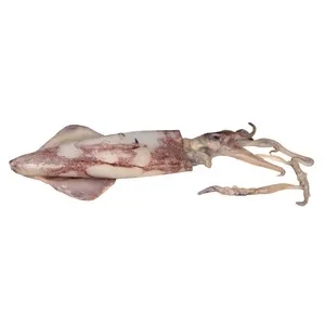Calamar Sahariano - Entero 750 G