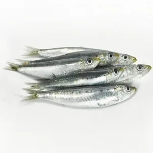 Sardinas Gordas con Sal