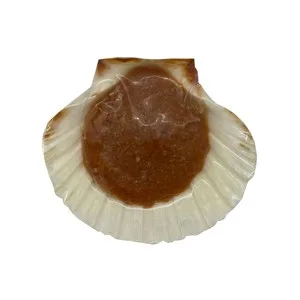 Prest Txangurro a la Donostiarra en Concha de Vieira 60 G.